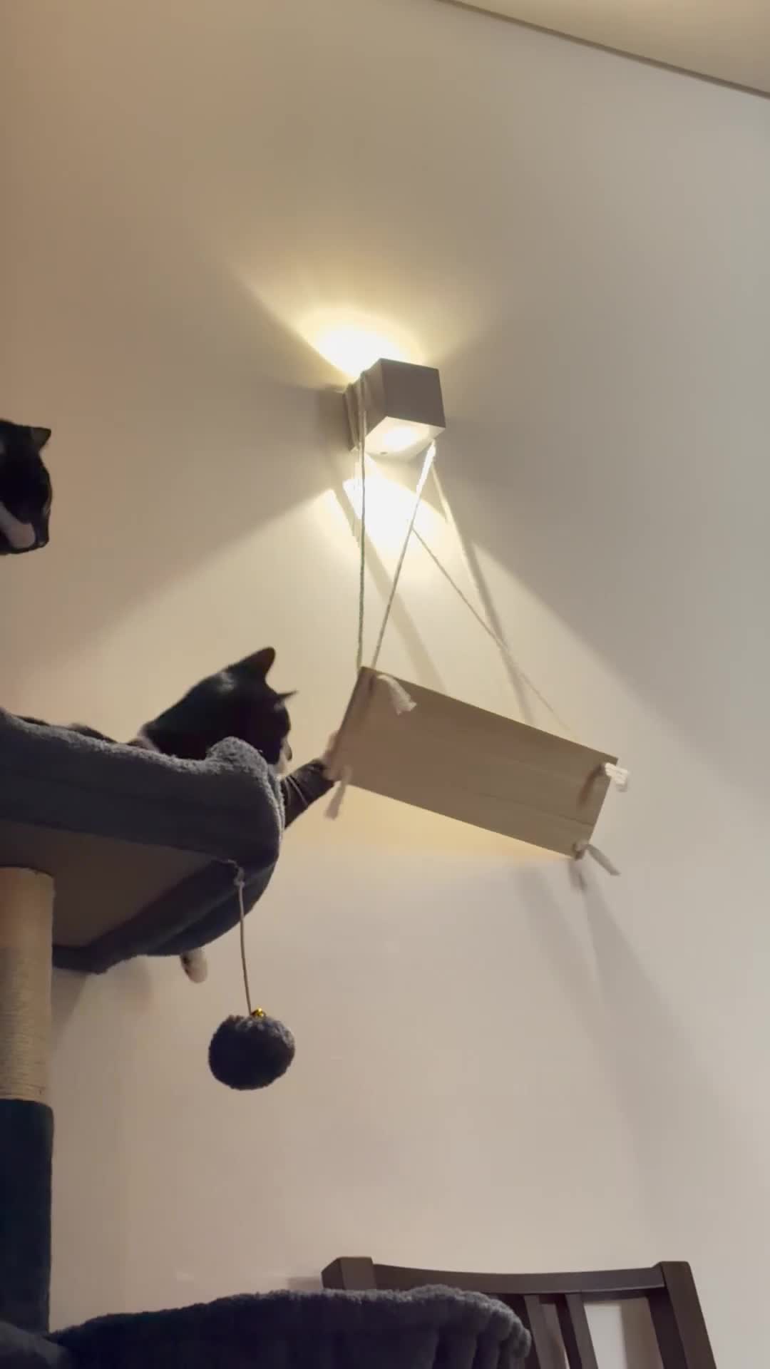 Bombay cats for sale: 2 tuxedo gorgeous brothers! ♥️ - Video 1