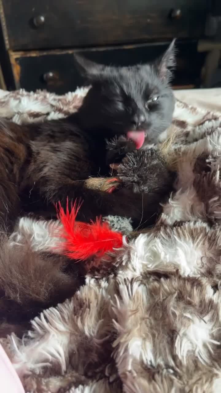 Turkish Angora cats for sale: lovely male cat needs his forever home - Video 2