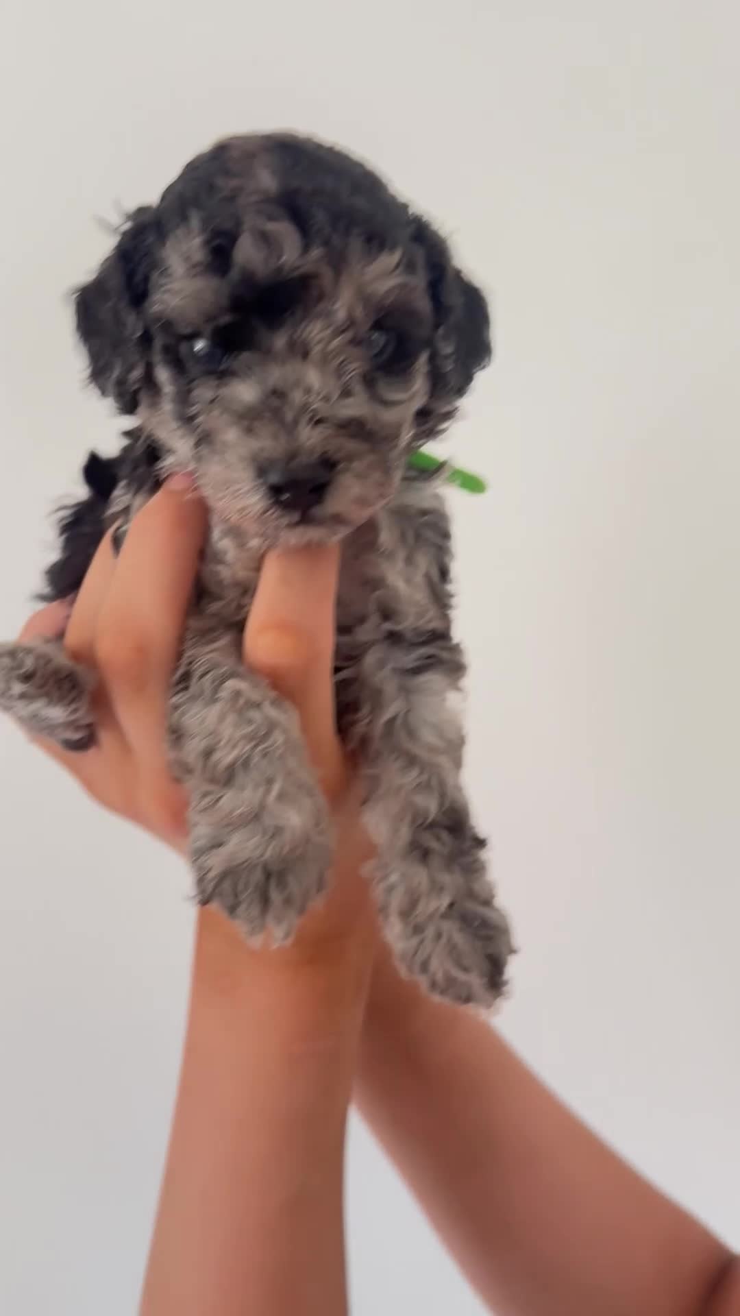 Cockapoo dogs for sale: Beautiful Cockapoos Merle/Chocolate in Buxton - Video 5