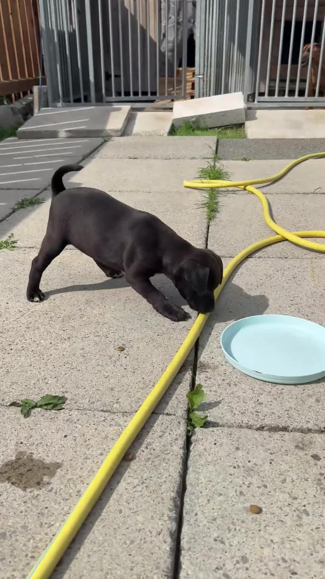 Patterdale Terrier dogs for sale: Patterdale terrier  - Video 1