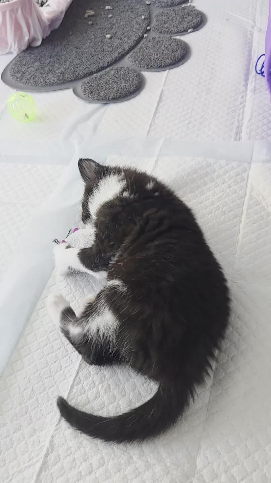 Mixed Breed cats for sale: Bella in Erith - Video 3