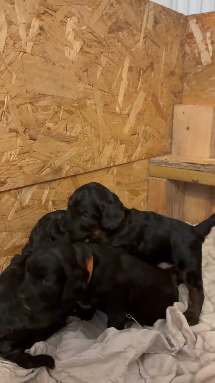 Cockapoo dogs for sale: Miniature f1 cockerpoo’s  - Video 1