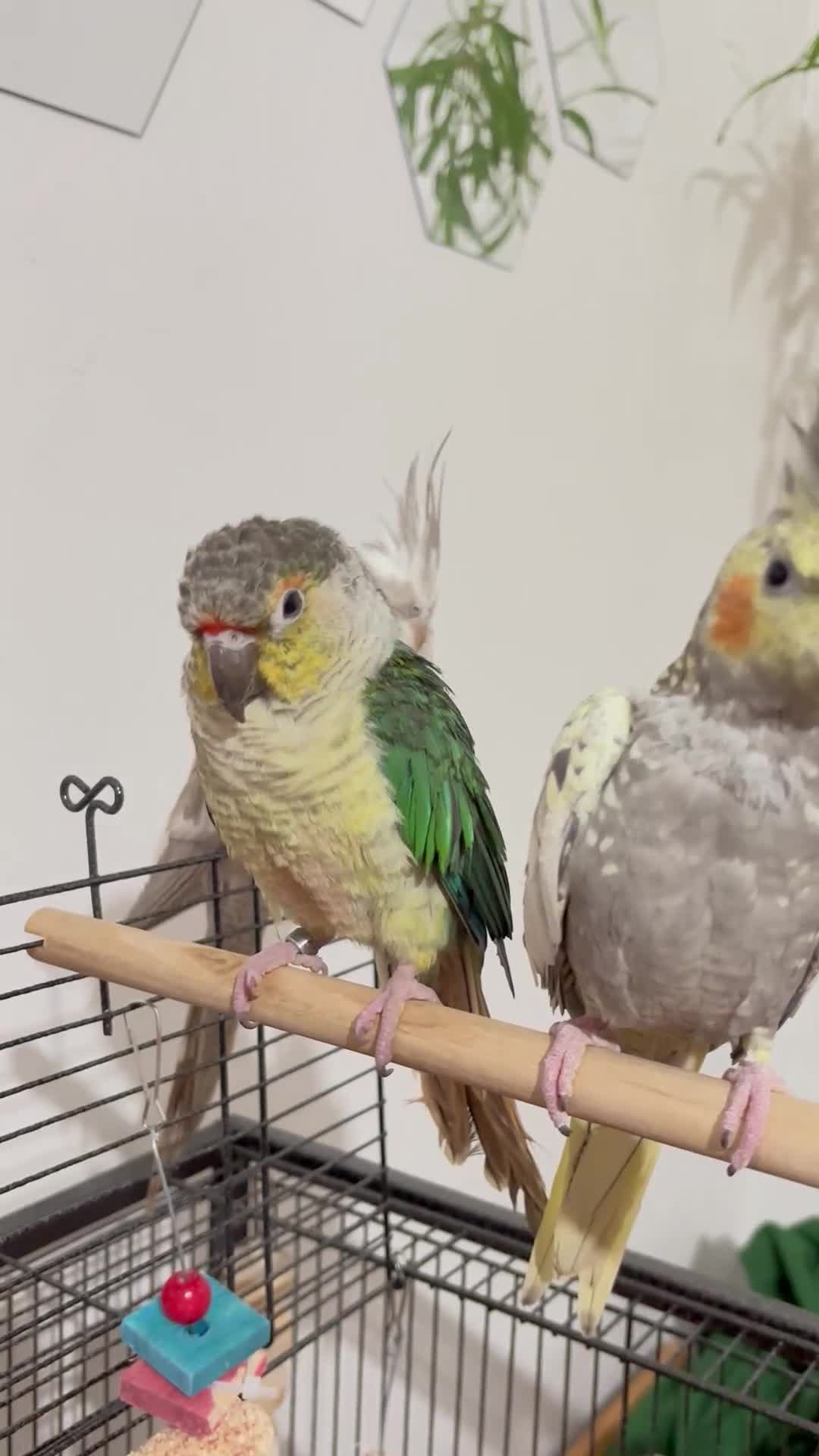 Conures birds for sale: Green Cheek Conure – Sweet, Tame & Loving in London - Video 4