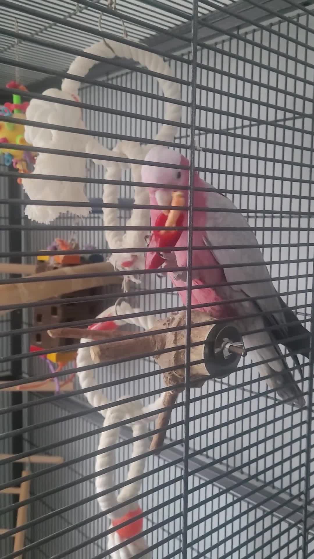 Cockatoo birds for sale: Gala cockatoo - Video 2