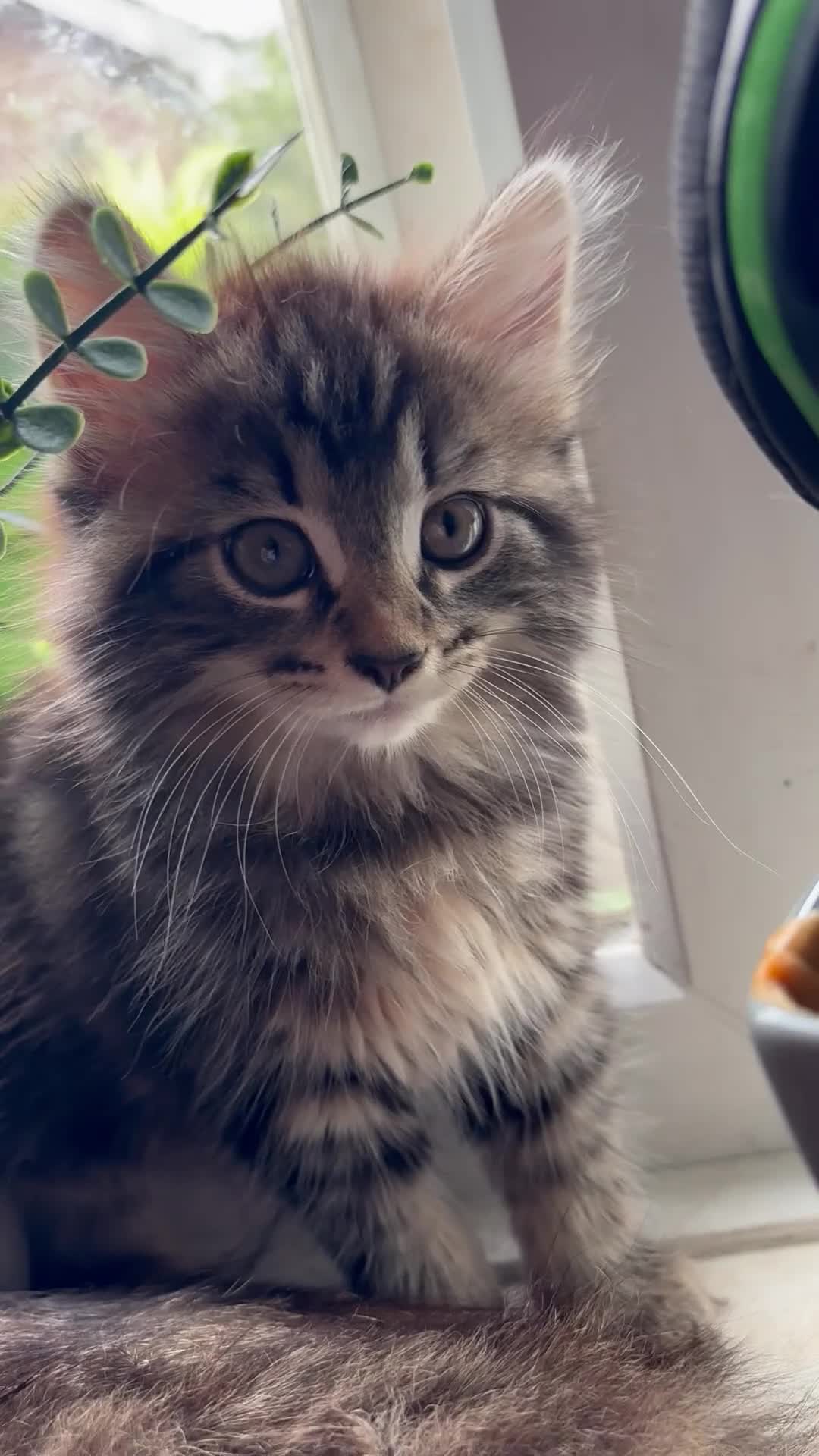 British Longhair cats for sale: Beautiful longhair tabby kittens - Video 1