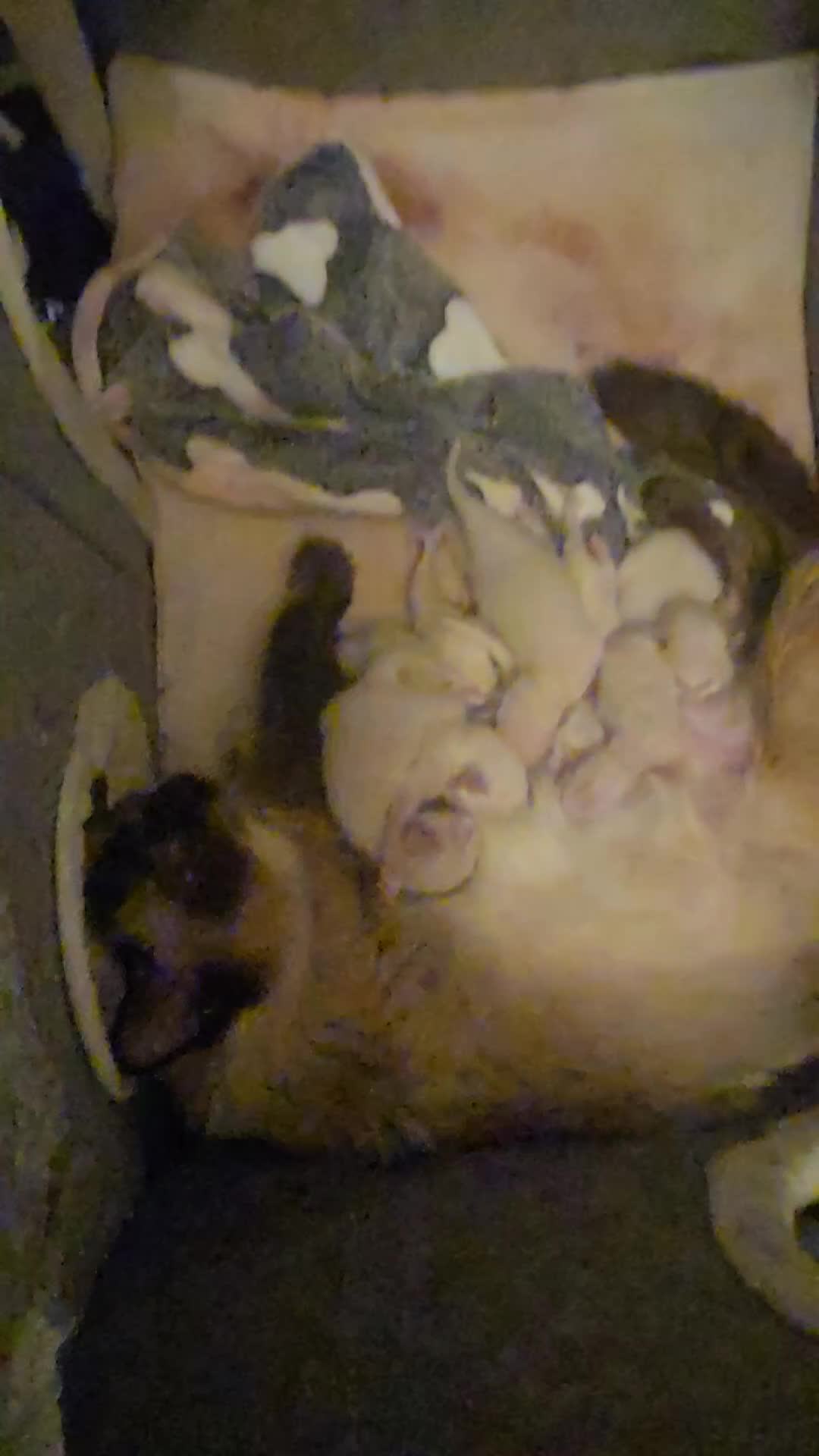 Ragdoll cats for sale: Stunning litter of Purebred Ragdoll kittens - Video 1
