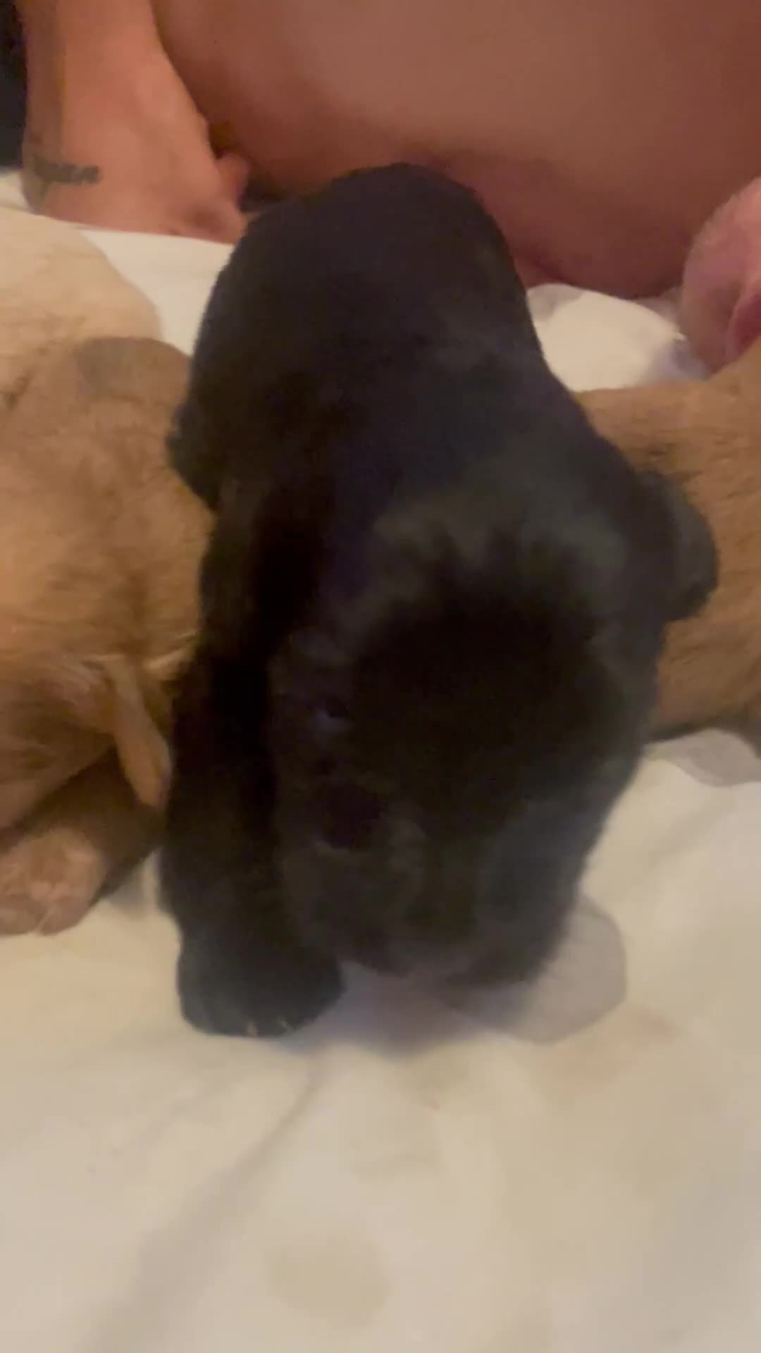 Mixed Breed dogs for sale: Cockapoo cross pups - Video 4