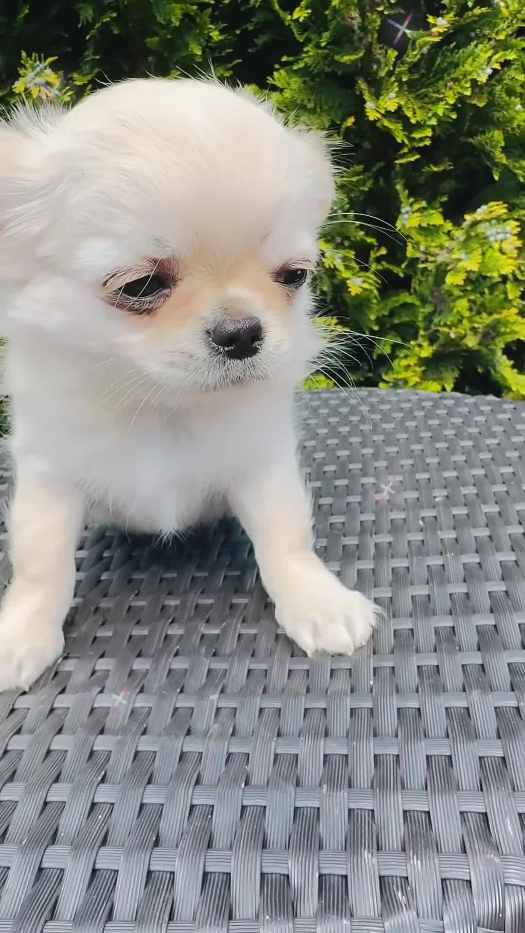 Chihuahua dogs for sale: KC registered long coat show line girl  - Video 1