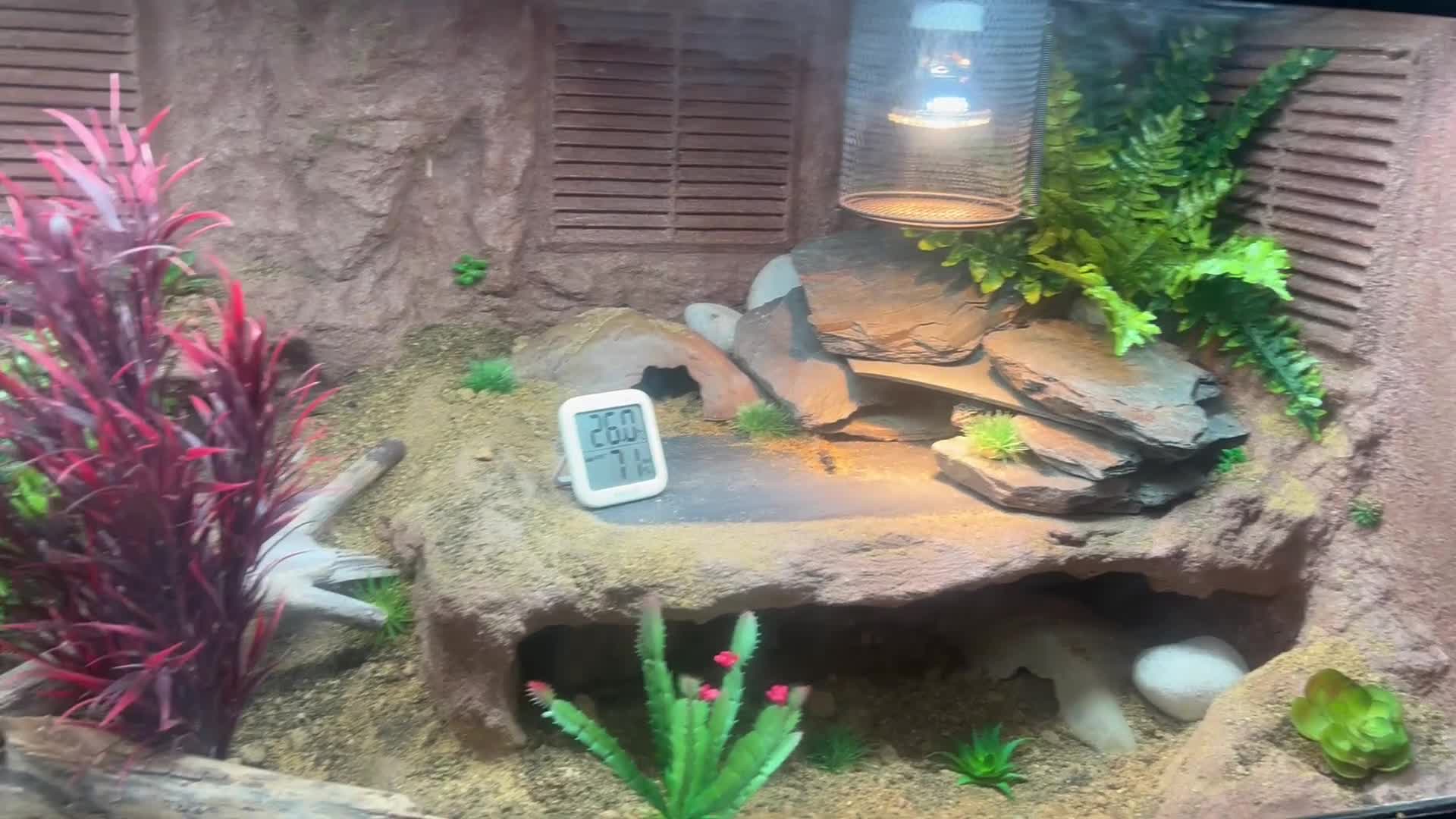 Leopard Gecko reptiles for sale: Leopard gecko and custom viv - Video 1