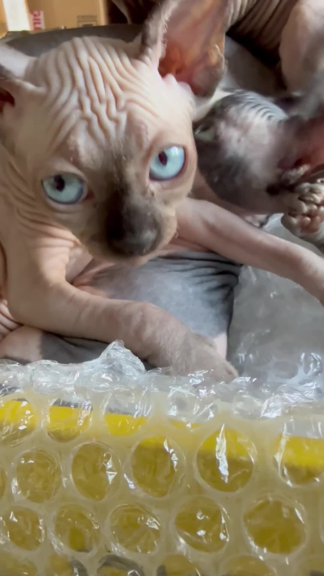 Sphynx cats for sale: Sphynx seal point girl  - Video 1