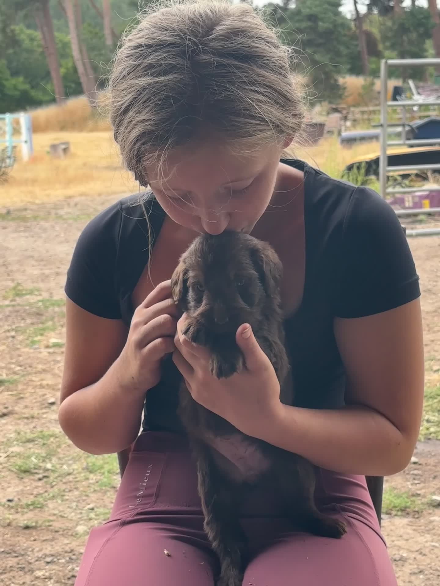 Labradoodle dogs for sale: Beautiful Chunky Chocolate Labradoodles - Video 3