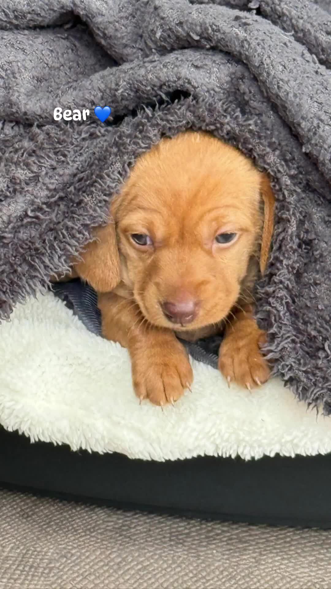 Miniature Dachshund dogs for sale:  * Rare * Stunning chunky Dachshund Fawn Boy -  - Video 1