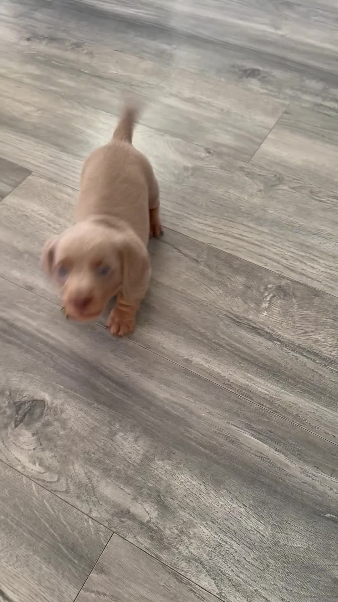 Dachshund dogs for sale: 5* MINI DACHSHUND PUPPY fully vaccinated.  - Video 1