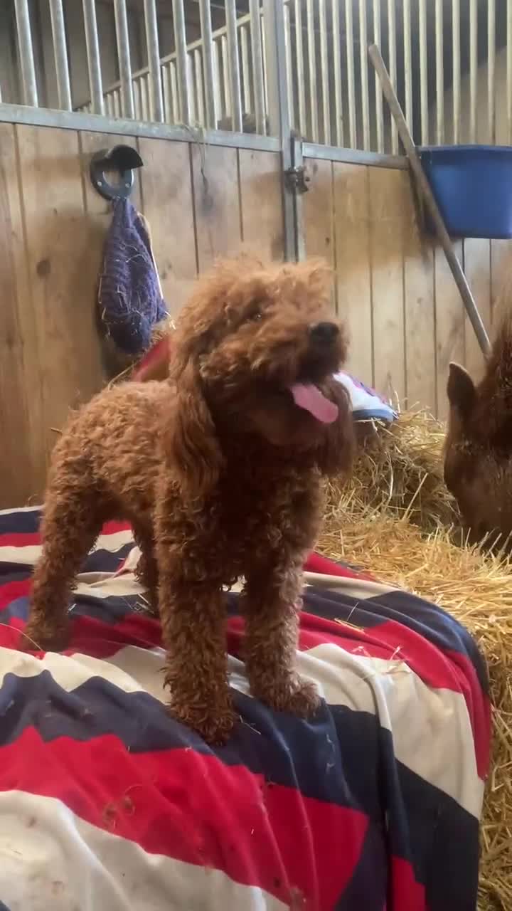 Miniature Poodle dogs for stud: KC reg. red miniature poodle stud - Video 1