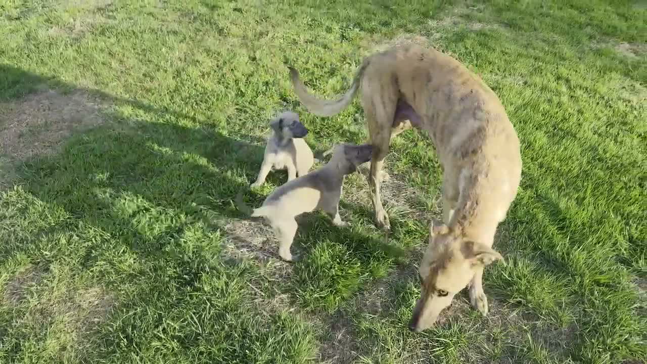 Lurcher dogs for sale: Lovely Lurcher Puppies - Video 2