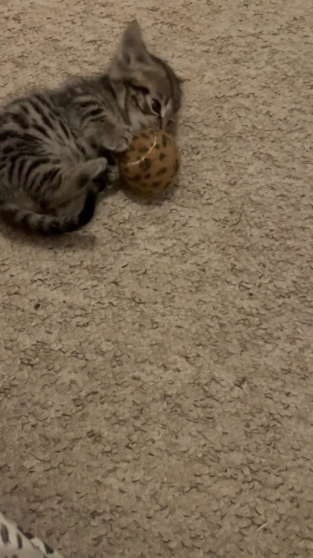 Munchkin cats for sale: Beautiful Bengal Tabby Munchkin Kittens for sale  - Video 1