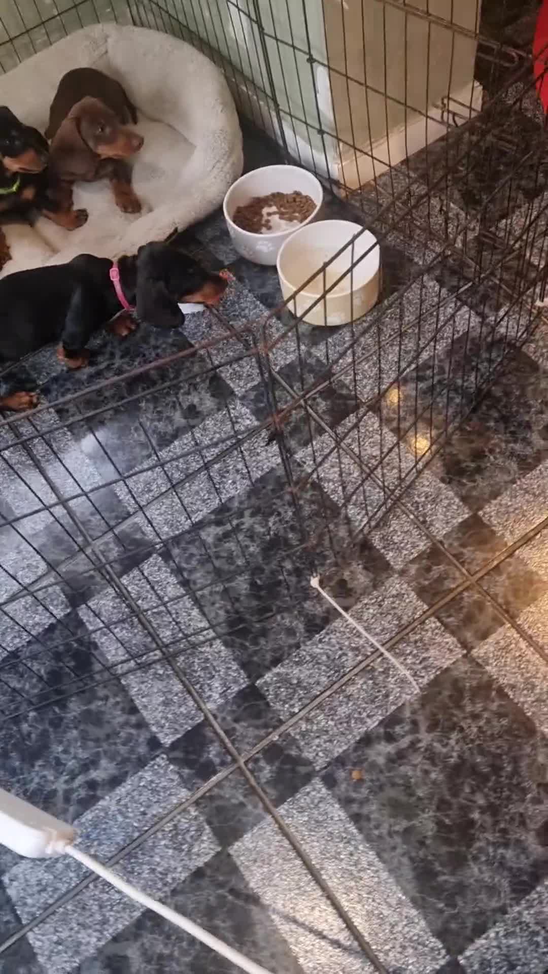 Dachshund dogs for sale: Standard dachshund  - Video 1