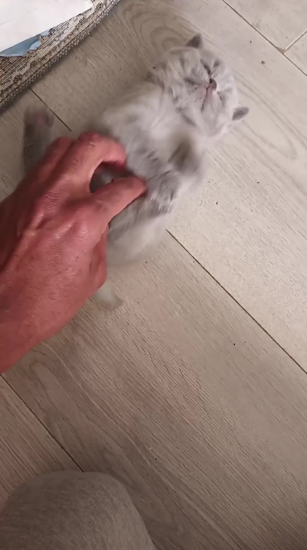 British Shorthair cats for sale: ONLY ONE FEMALE BRITISH SHORTHAIR LEFT - Video 1