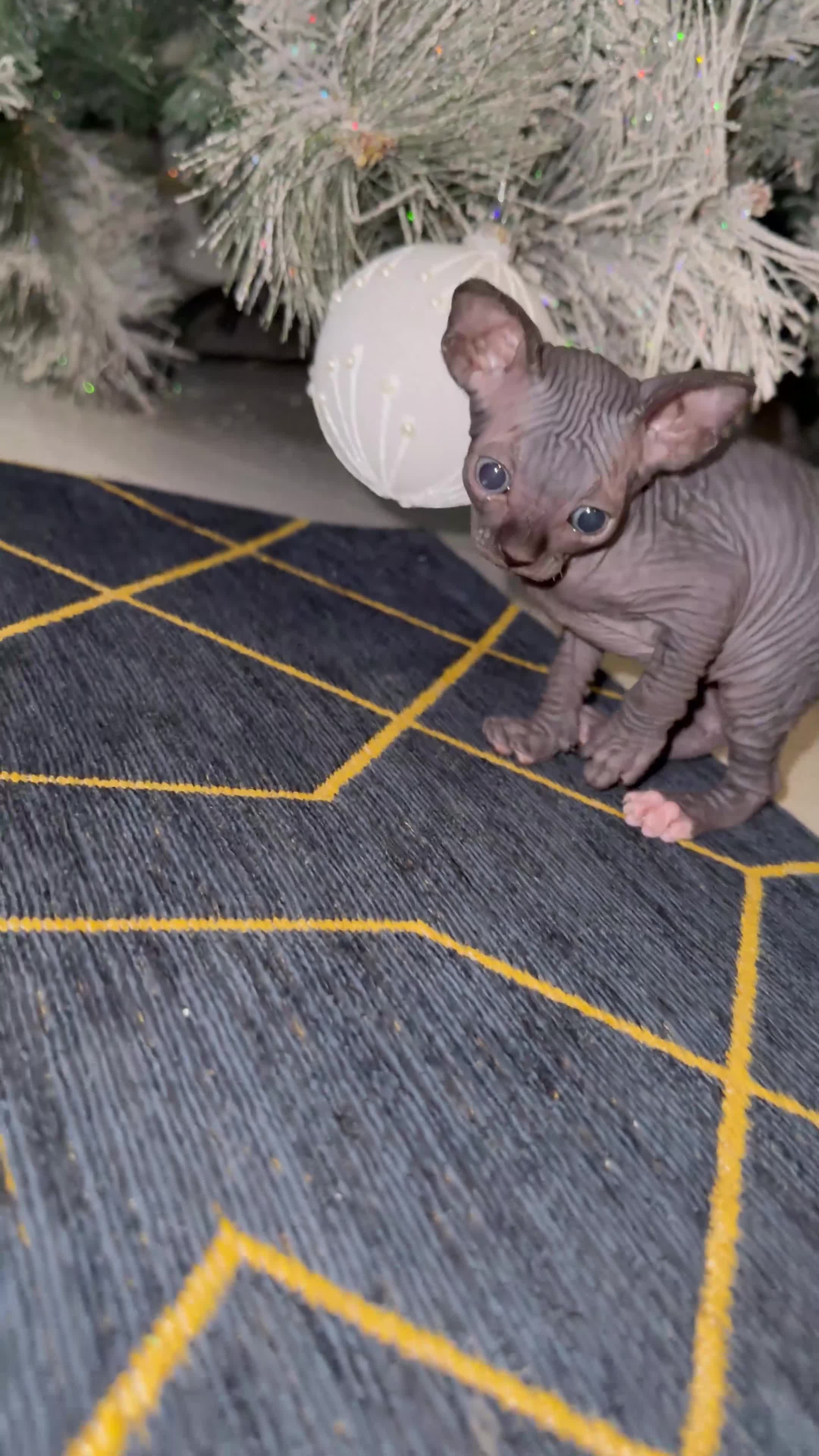 Sphynx cats for sale: Stunning Kittens!  - Video 1