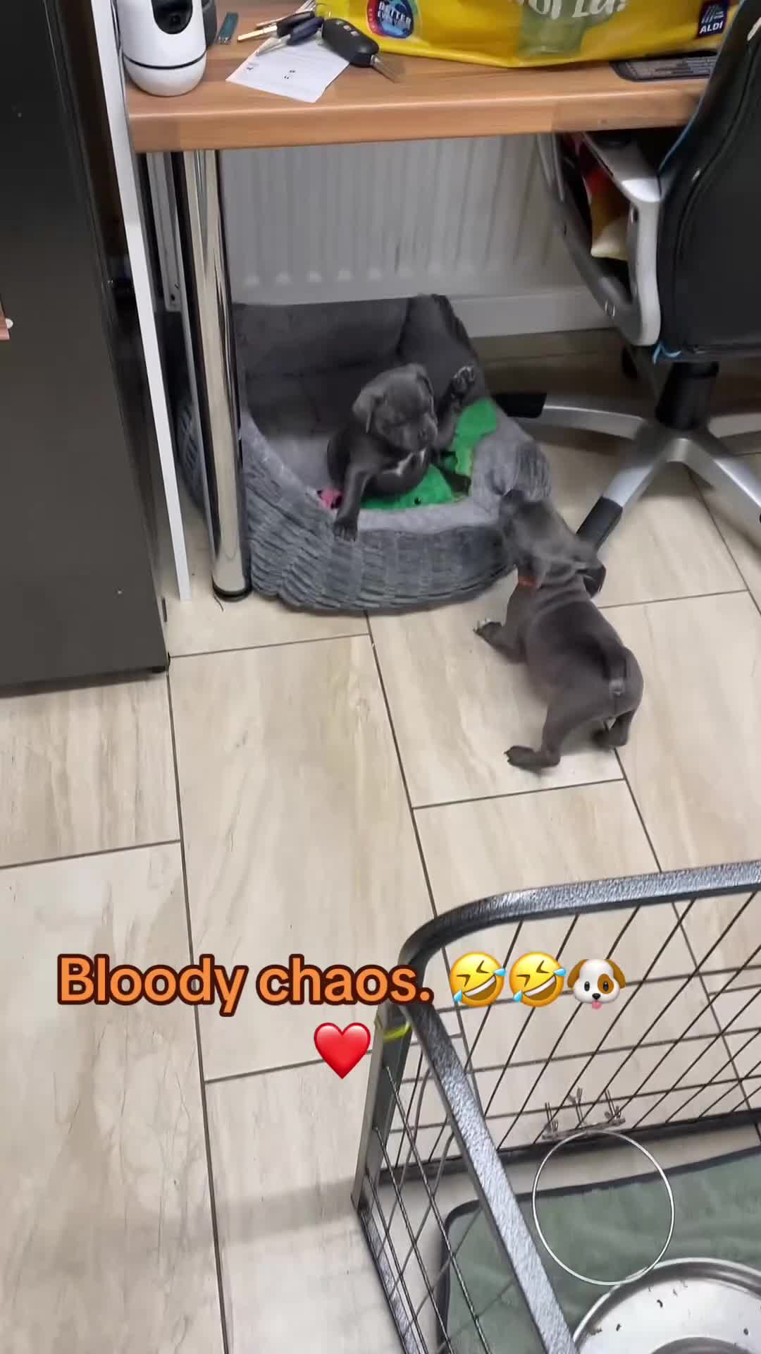 Staffordshire Bull Terrier dogs for sale: Amazing pups for sale  in Nuneaton - Video 1