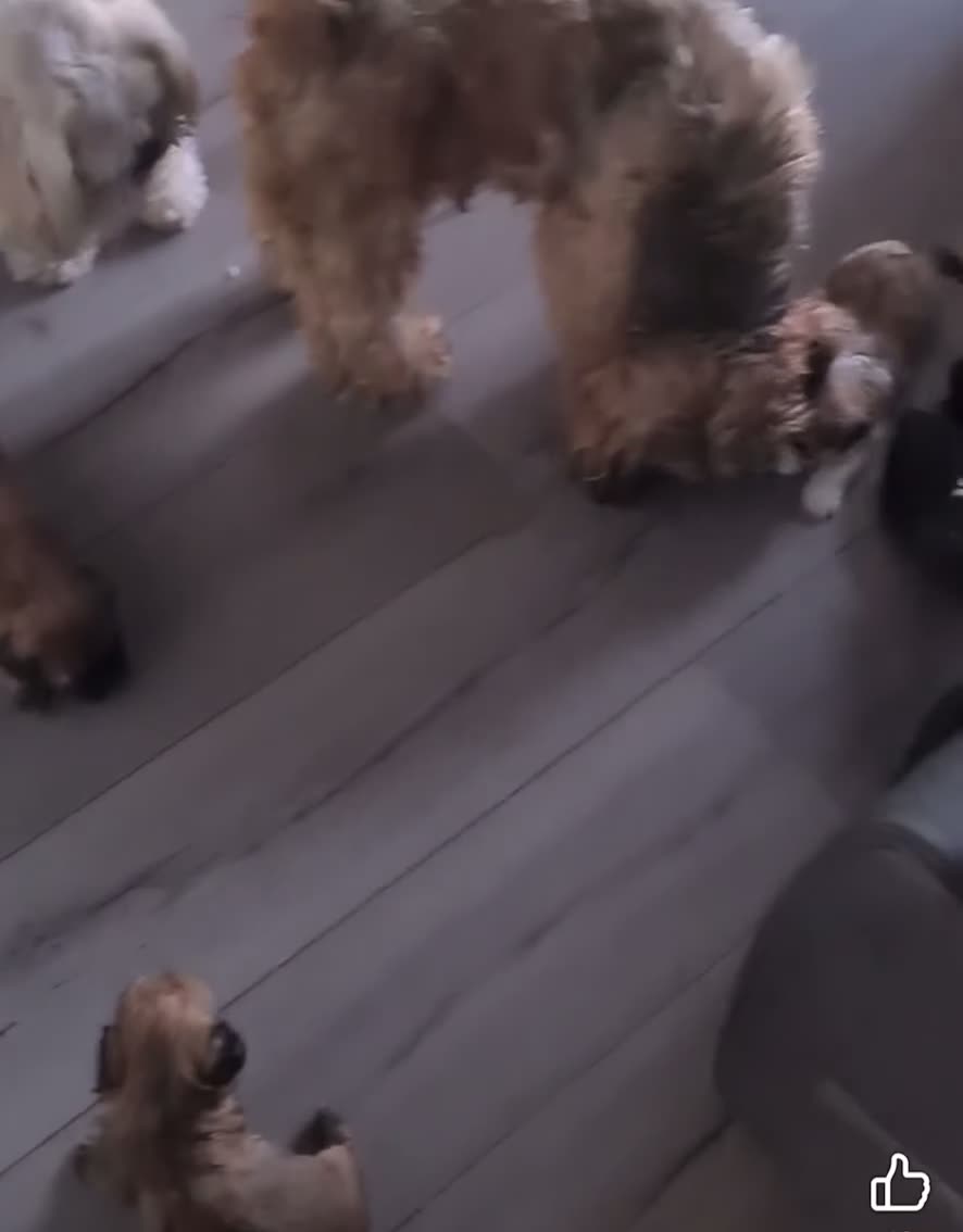 Mixed Breed dogs for sale: Two Shih tzu mix puppies for sale  - Video 1