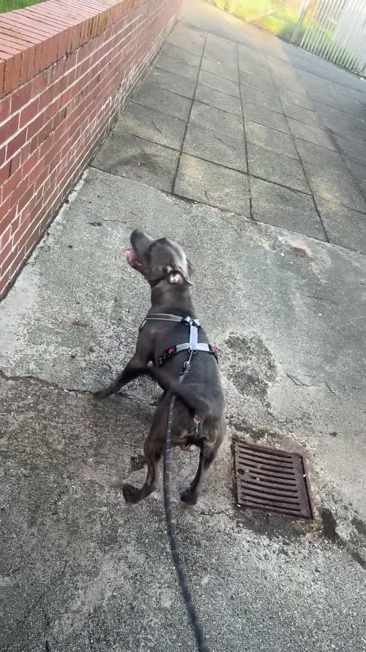 Staffordshire Bull Terrier dogs for sale: One year old Staffy - Video 2