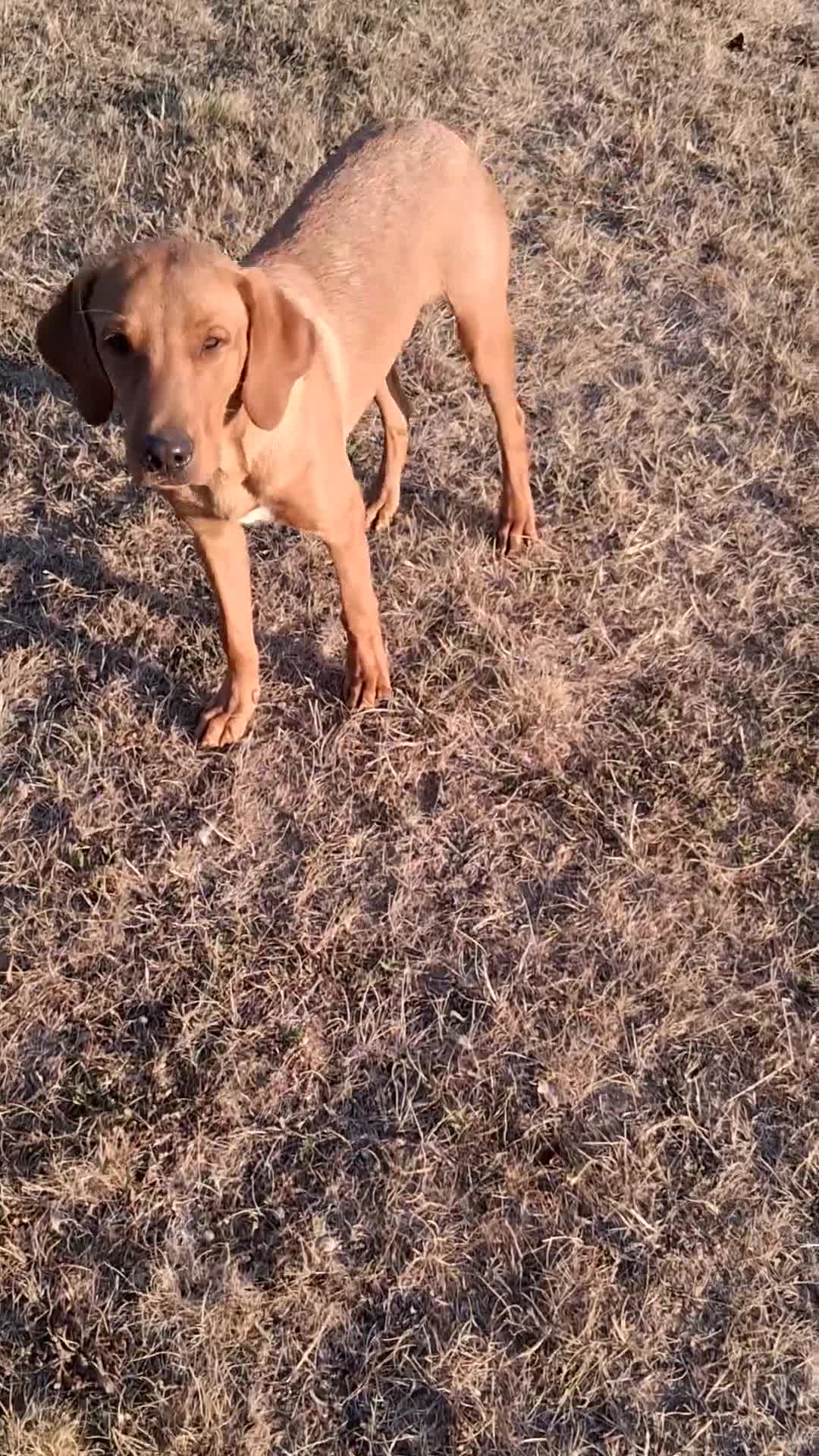 Labrador Retriever dogs for sale: Gentlemen Jim in Cambridge - Video 1
