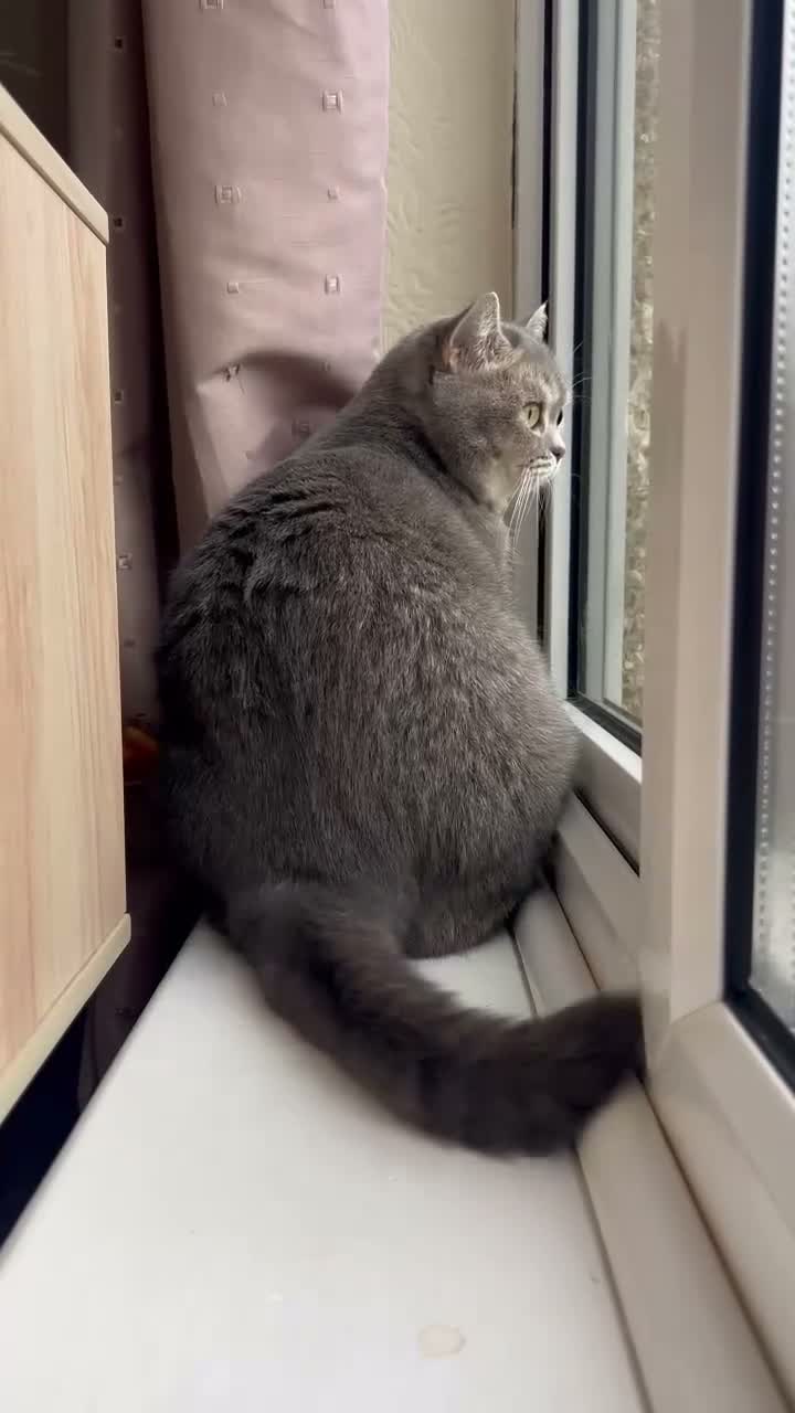 British Shorthair cats for sale: Stunning Blue Golden British Shorthair Girl! - Video 1