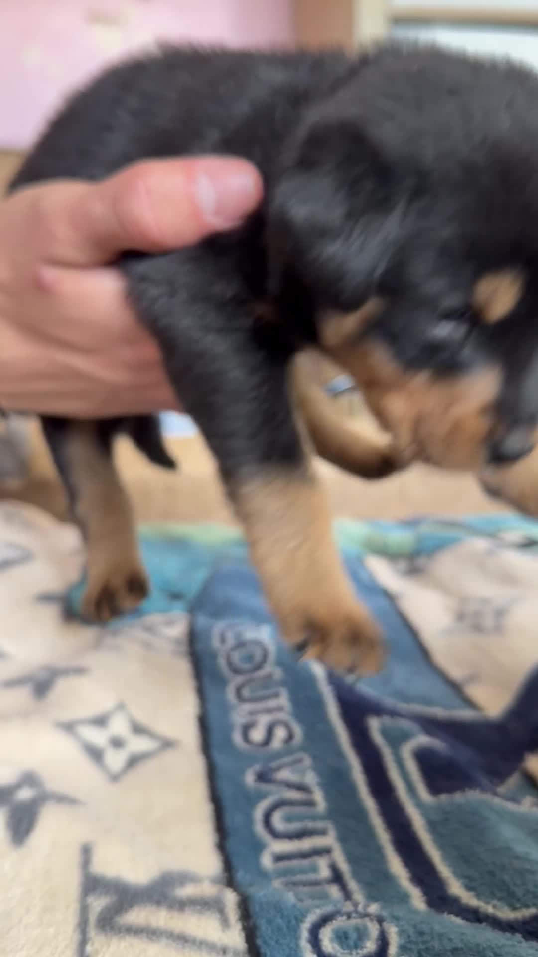 Rottweiler dogs for sale: 5 Rottweiler puppies for sale  - Video 5