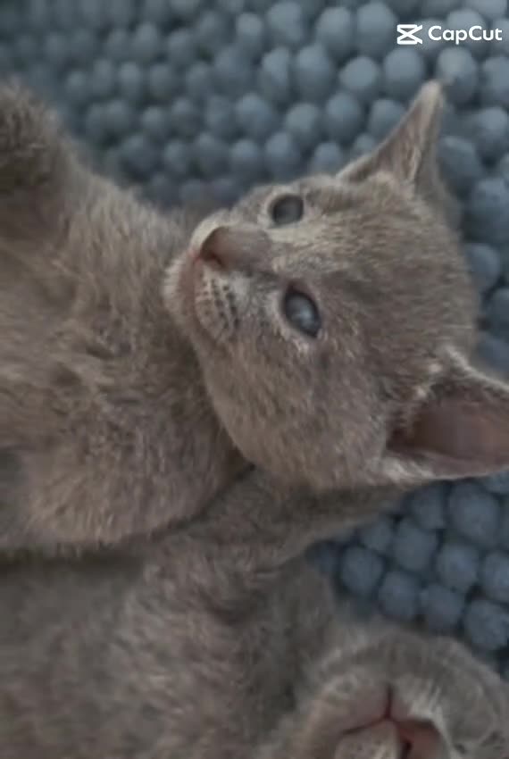 Russian Blue cats for sale: Stunning Russian Blue Boy - Tica registered  - Video 3