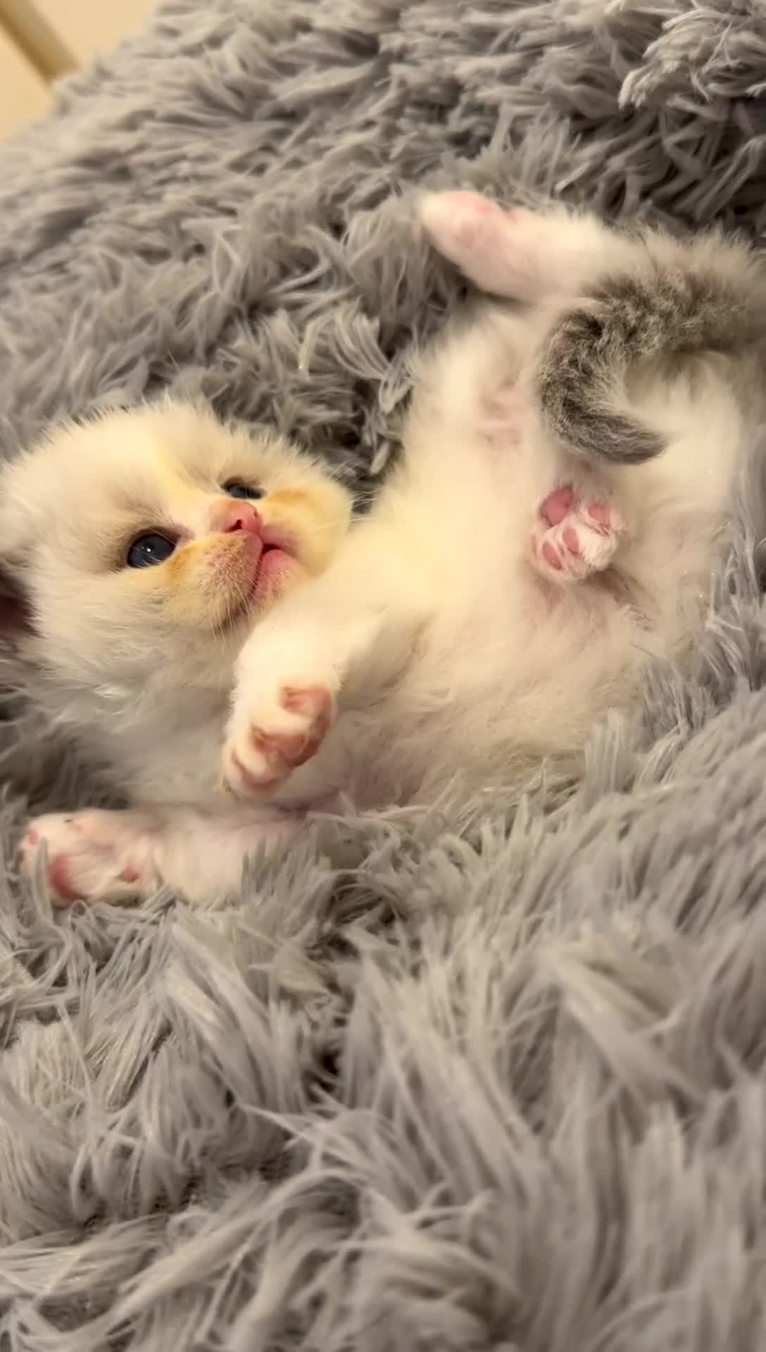 Ragdoll cats for sale: Blue Bi Colour Lynx Boys (European) - Video 2