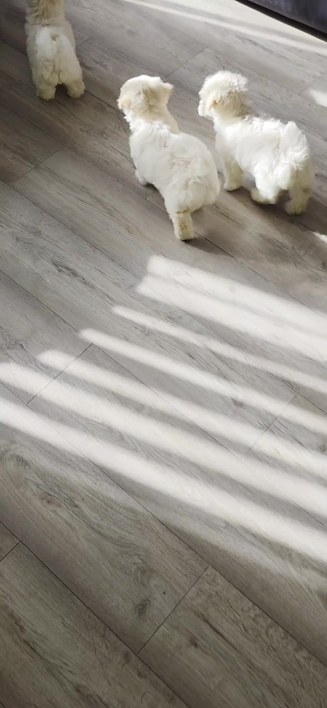 Bichon Frise dogs for sale: 2 males and 1 female ready to go  in Walsall - Video 2