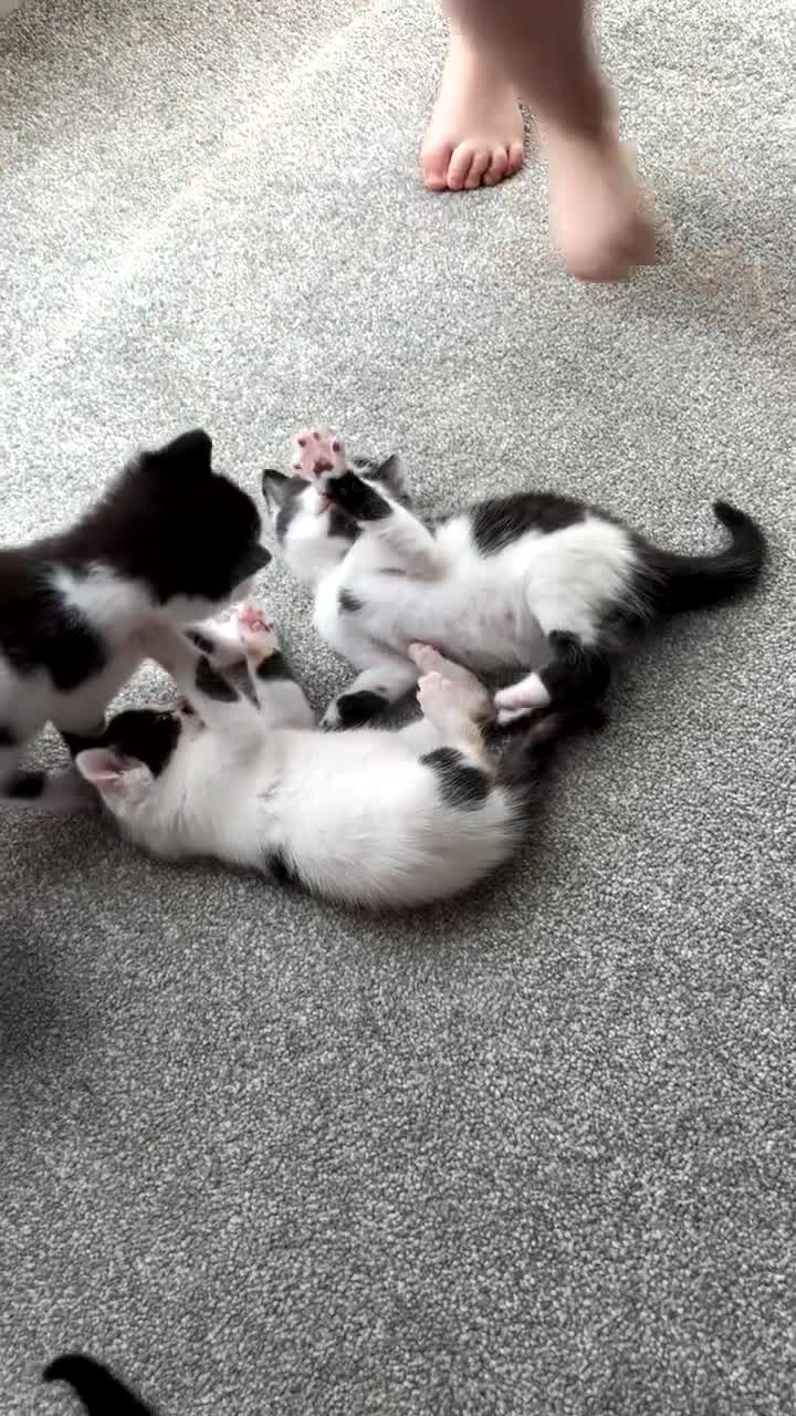 Mixed Breed cats for sale: Gorgeous female black and white kitten for sale  - Video 1