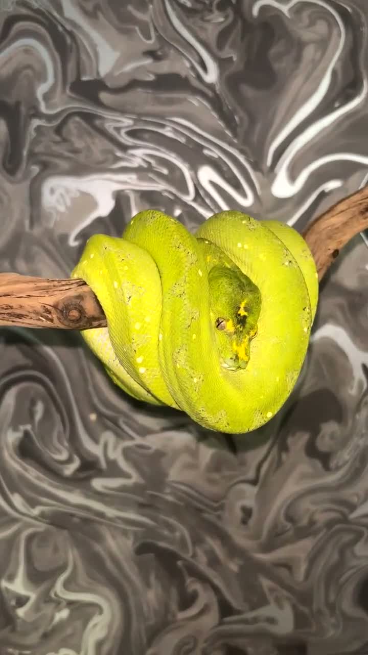 Python Snake reptiles for sale: Male Biak locality Green Tree Python Indo Import - Video 1