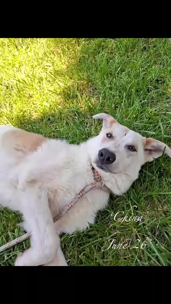 Mixed Breed dogs for adoption: China. 6 months approx. Available for adoption. in Brixham - Video 1