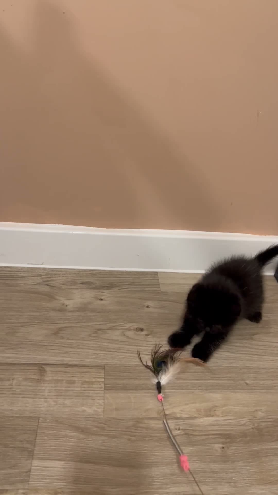 British Shorthair cats for sale: ✨ beautiful pure black British shorthair kittens✨ - Video 1