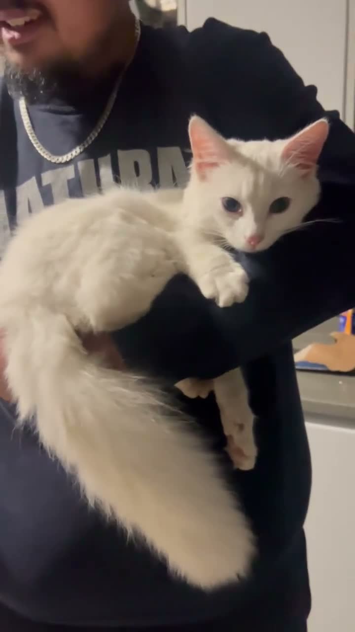 Domestic Shorthair cats for sale: White longhaired cat looking for loving home - Video 1