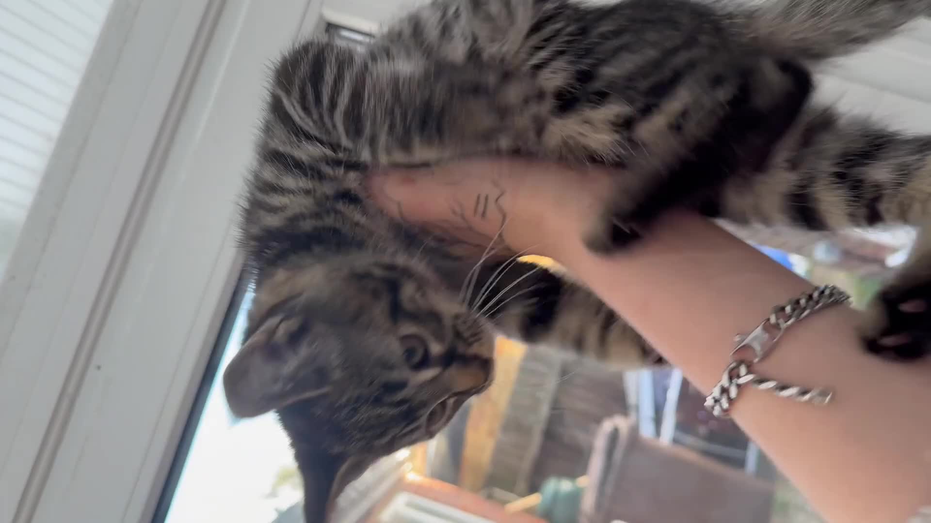 Maine Coon cats for sale: LAST MALE MAINE COON X KITTEN LEFT! - Video 2