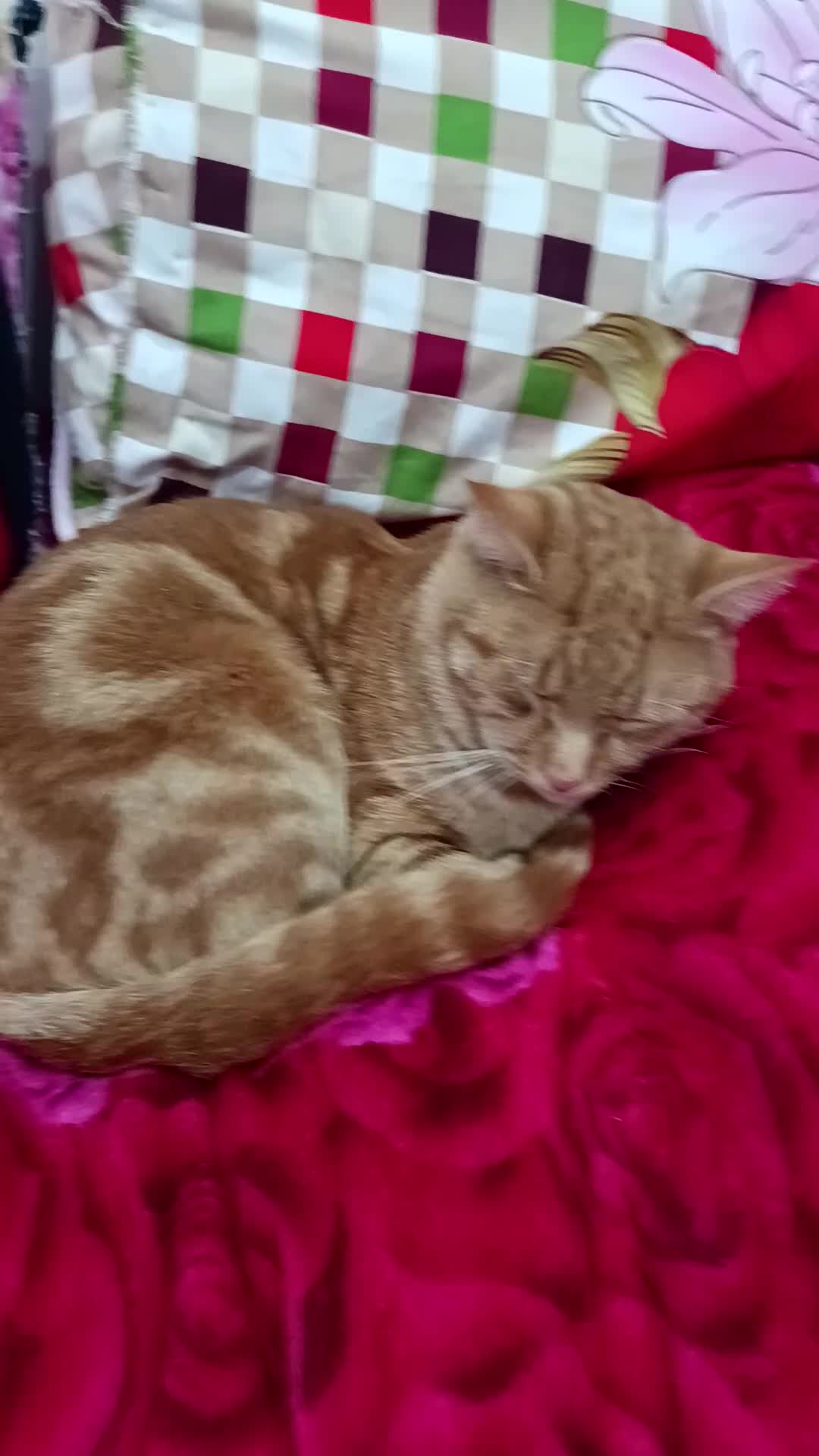 Mixed Breed cats for sale: Sushi  in Croydon - Video 1