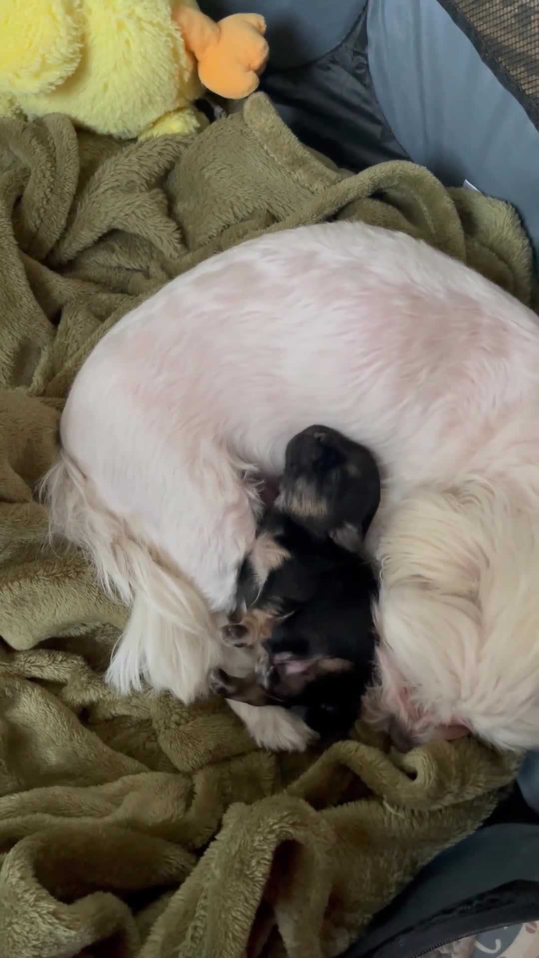 Malshi dogs for sale: Malshie boy  - Video 1