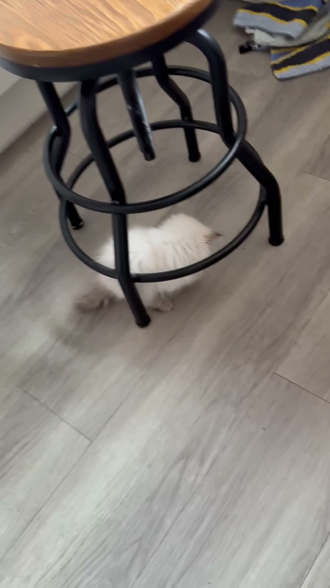Persian cats for sale: Beautiful PURE Persian Kittens 5 Available  🐾❤️ - Video 1