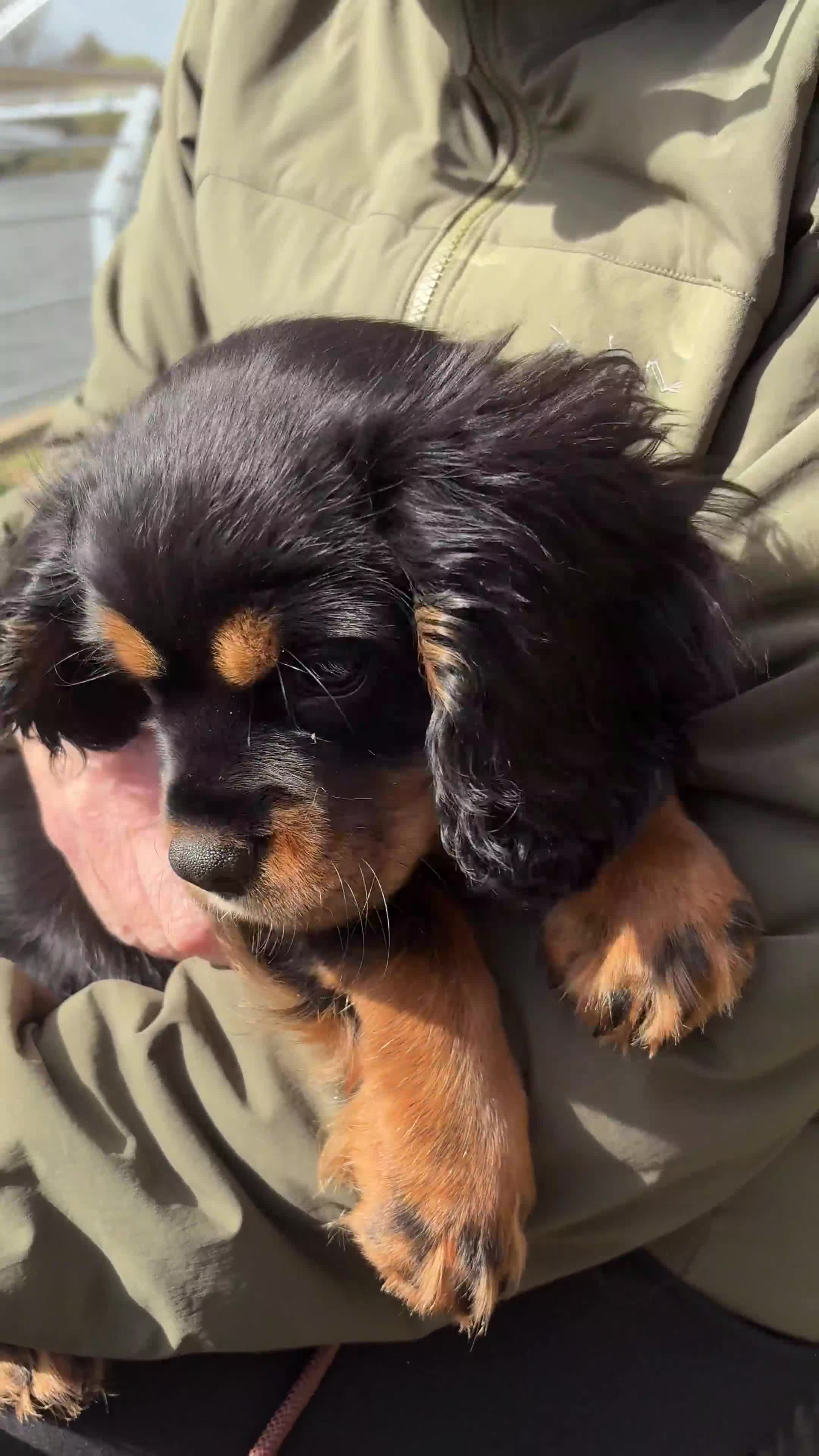 Cavalier King Charles Spaniel dogs for sale: Cavalier King Charles Spaniel  in Nottingham - Video 1