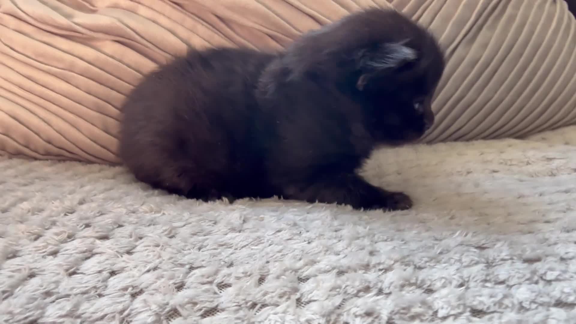 Mixed Breed cats for sale: ✨🐾Stunning domestic long haired kittens  - Video 3