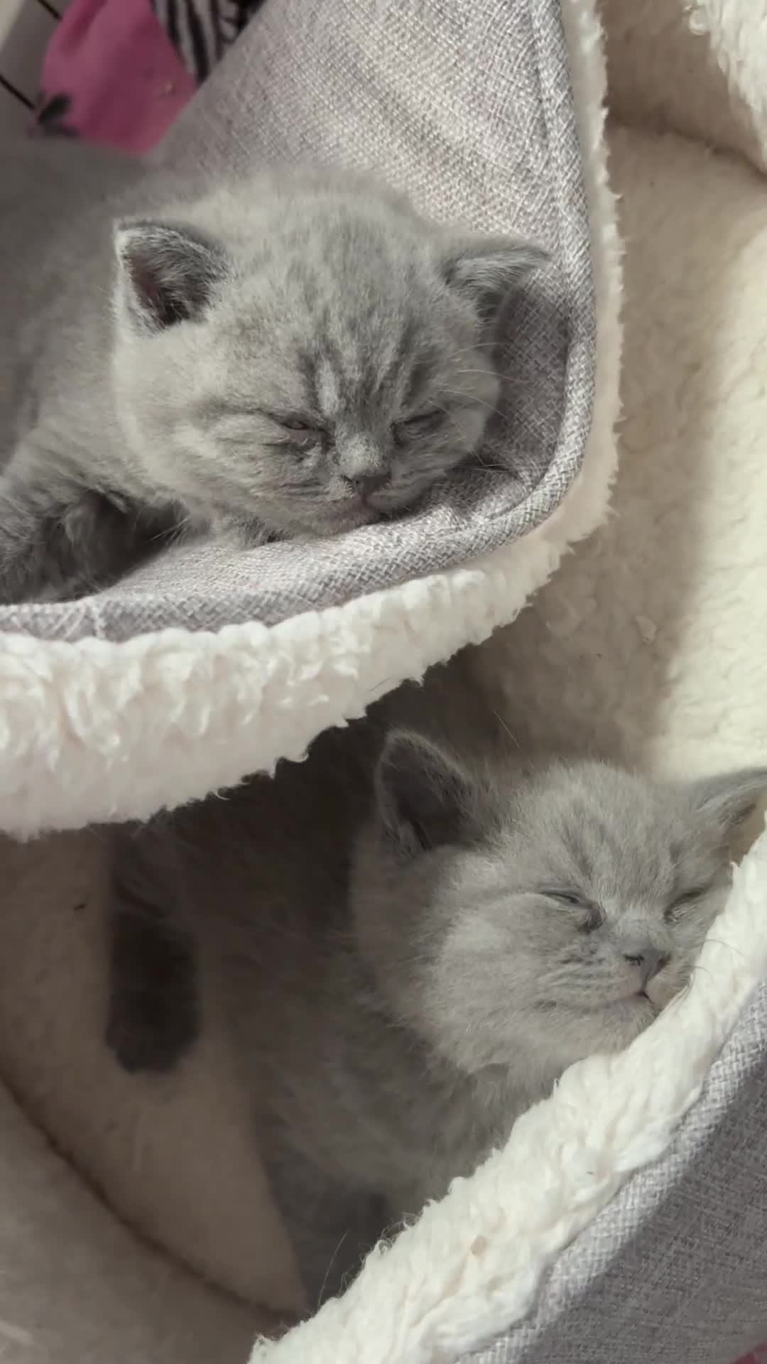 British Shorthair cats for sale: Beautiful blue British shorthair kitten  - Video 1