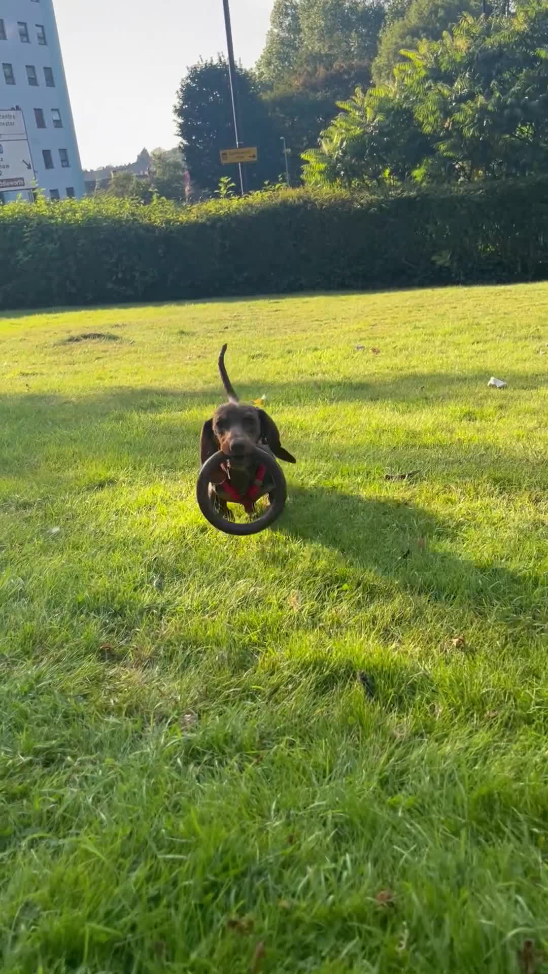 Dachshund dogs for sale: Dollie the Dachshund - Video 1