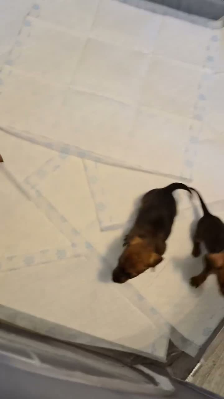 Mixed Breed dogs for sale: Dorkie puppys  - Video 1