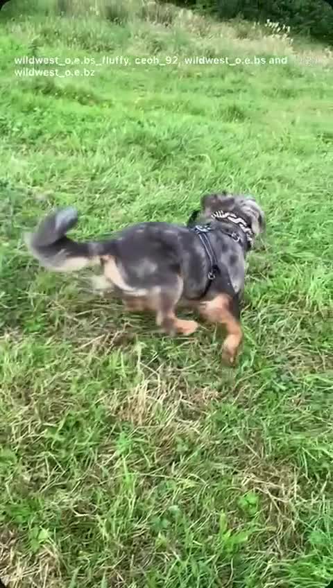 Olde English Bulldogge dogs for sale: Olde English bulldog 5 gen of health genetic clear - Video 2