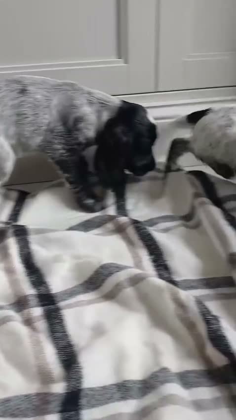 Cocker Spaniel dogs for sale: Cocker spaniel puppies in London - Video 1