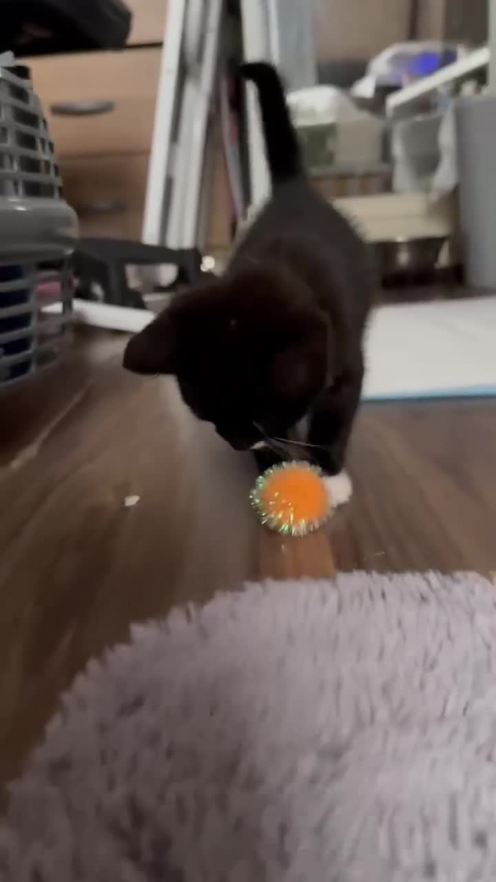 Mixed Breed cats for sale: Beautiful kitten looking for a new home - Video 1