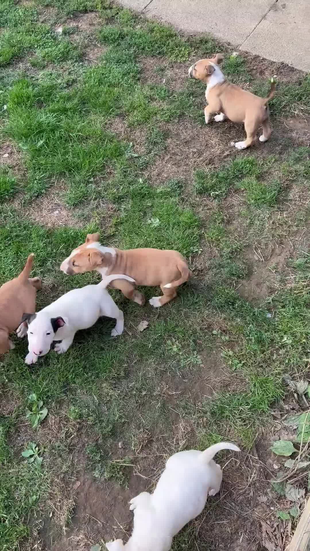 English Bull Terrier dogs for sale: Mr Chris Robinson  - Video 1